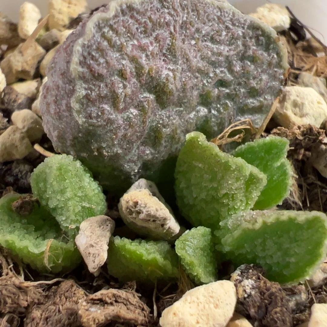 实生新品大苗多肉植物水泡