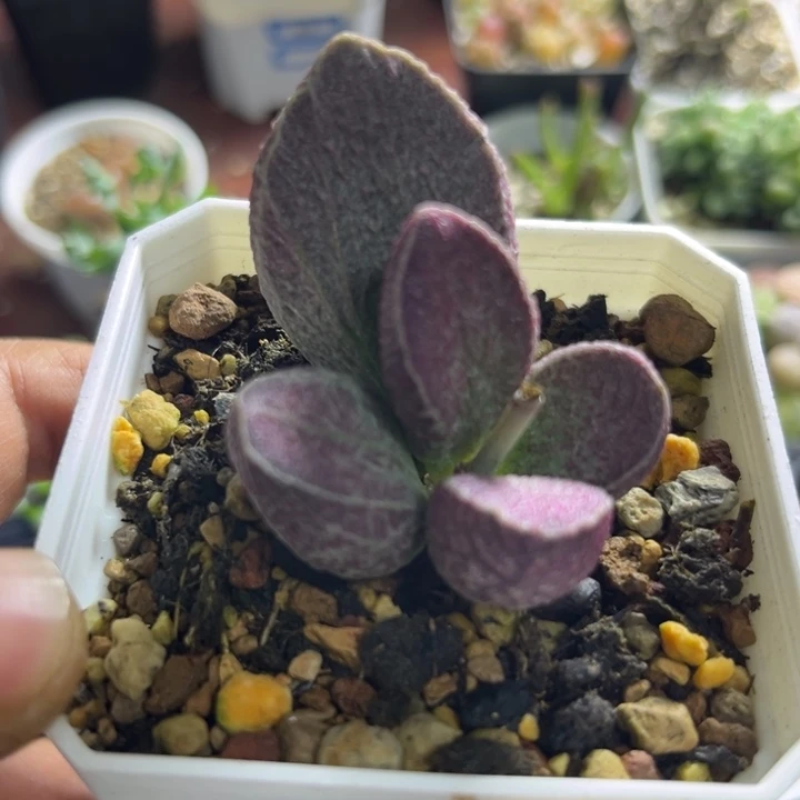 哈默猪肝可爱水泡010