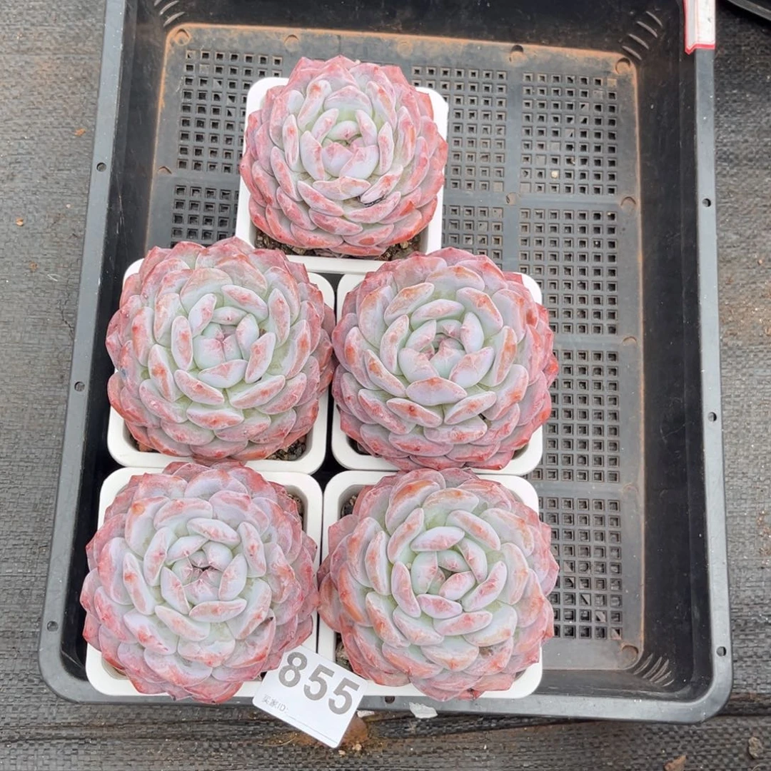 惠***容855号新疆西藏内蒙古不包邮