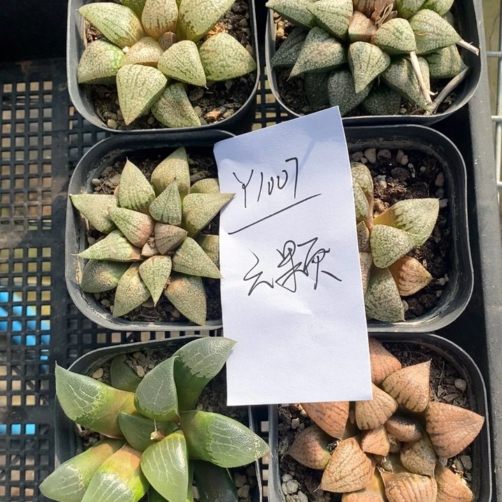 用****51007。六棵福利。