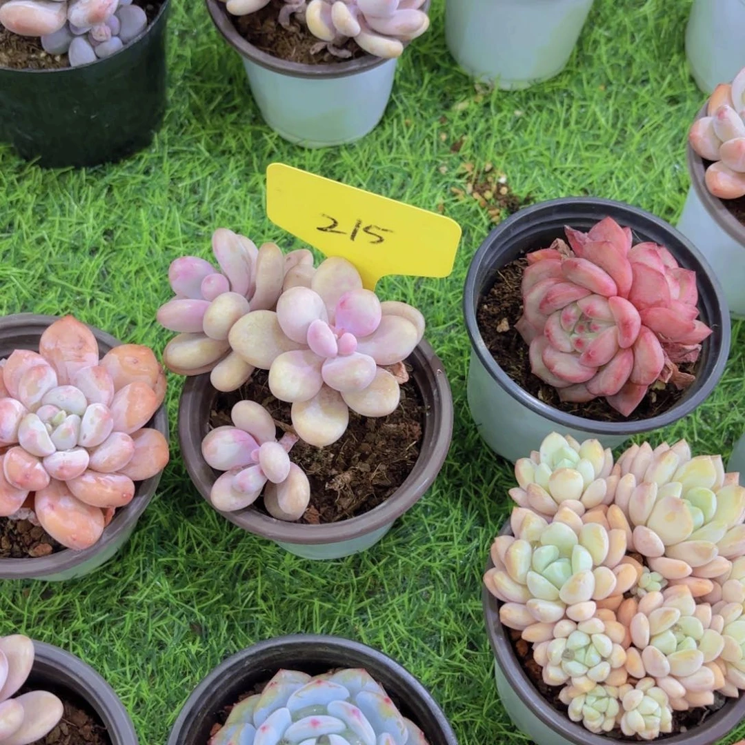 我的小可爱们都好可爱