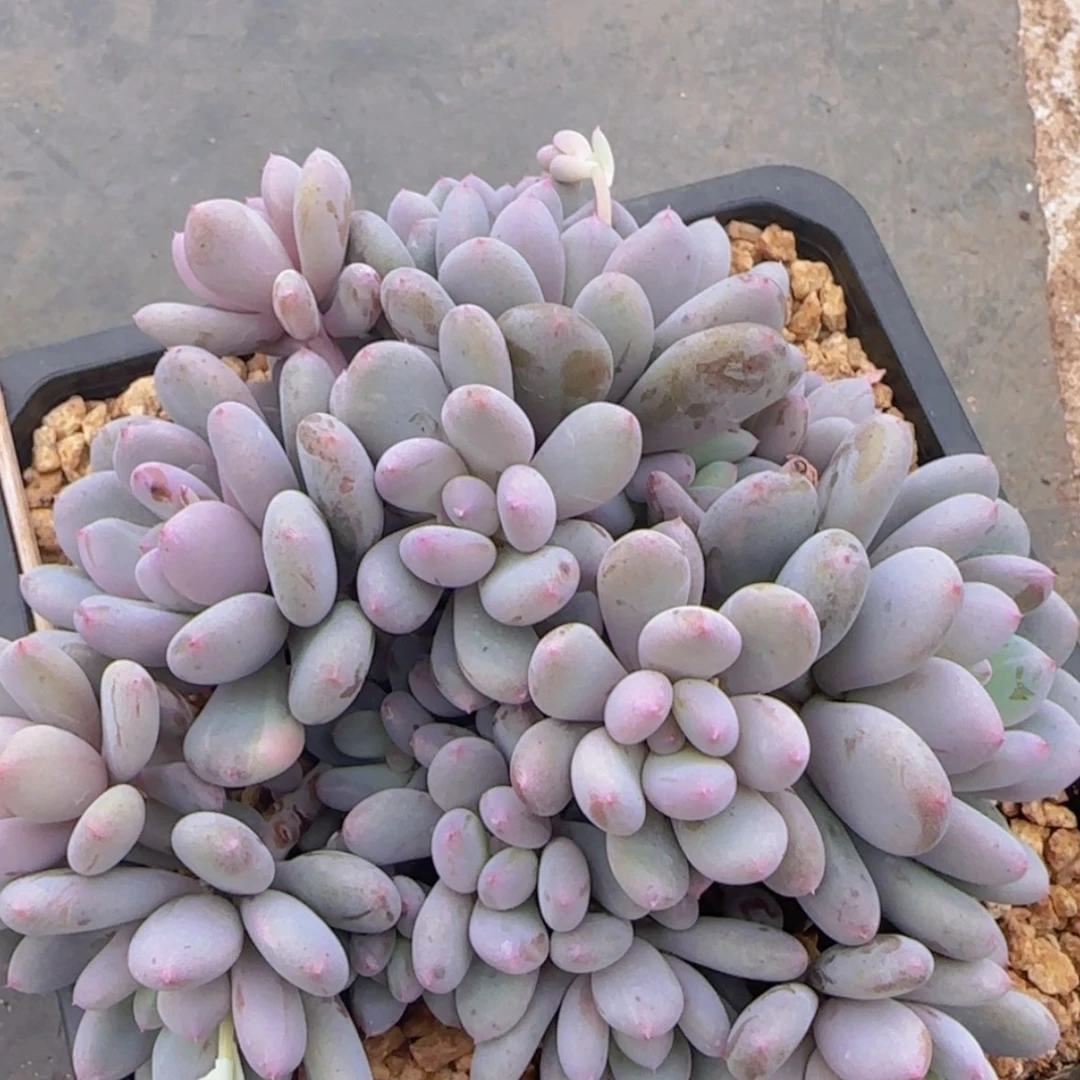 【闪购商品】香香雪