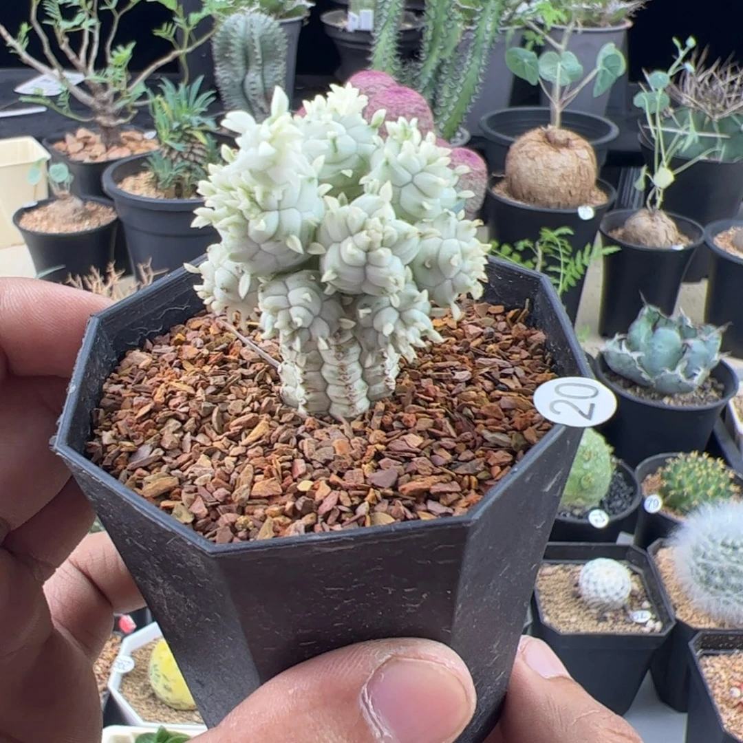 白桦麒麟大戟一物一拍带盆发