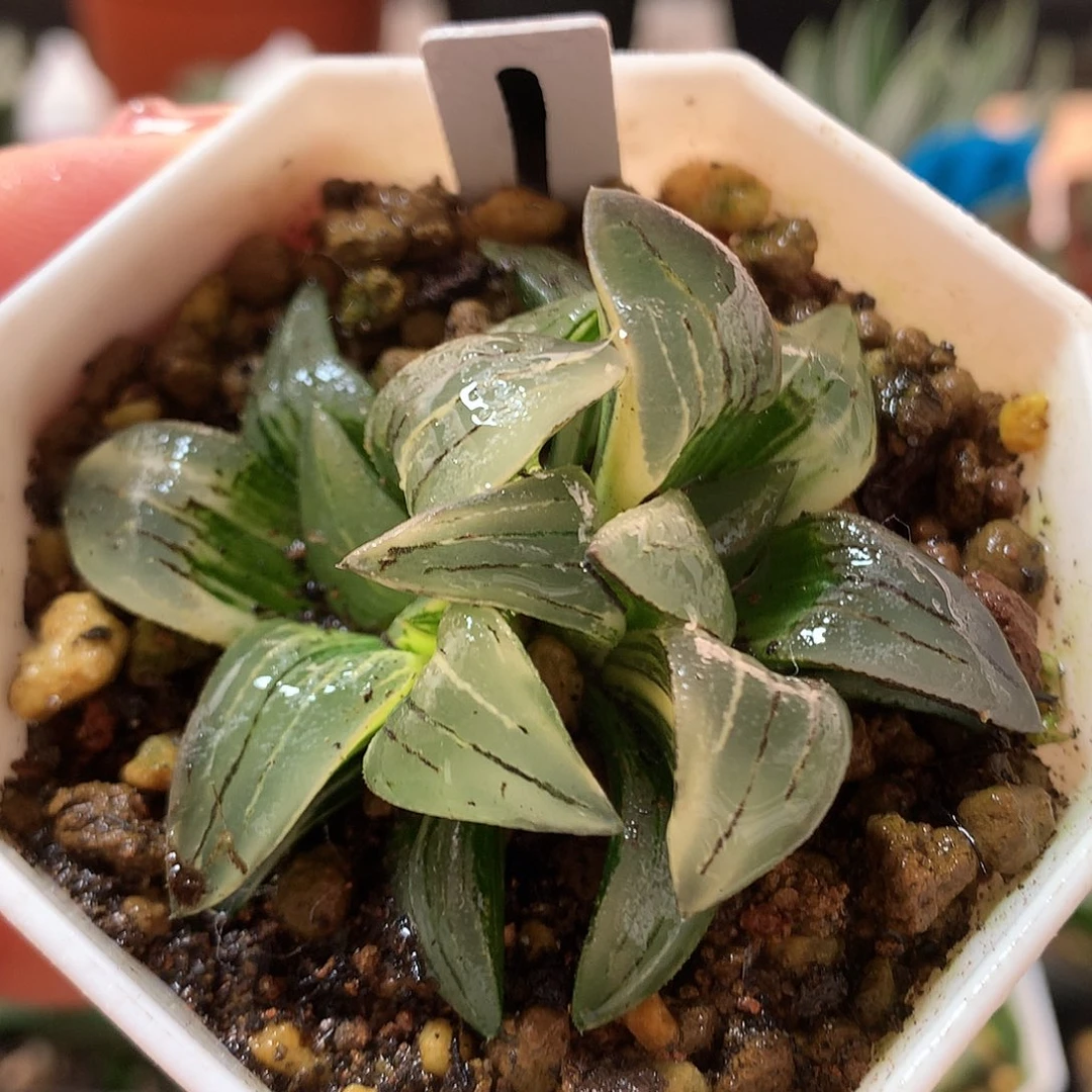 1号双头红纹带盆土