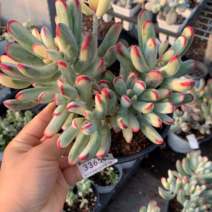 无花朵棒叶福娘娘锦33650