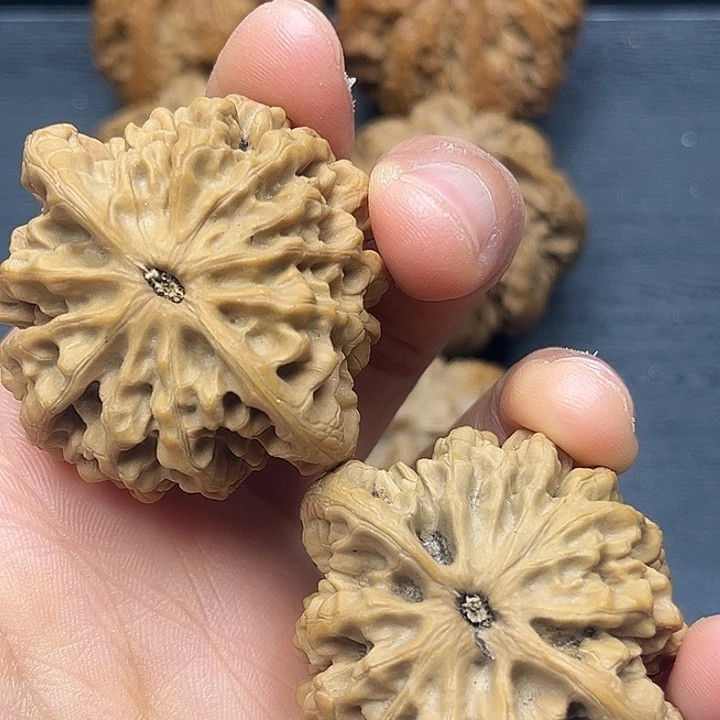 永***哥核桃秦岭突突突突突突突