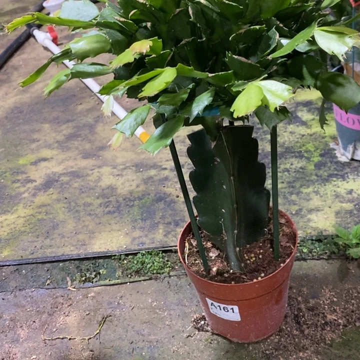 当前无花栽培后可以开花161嫁接068