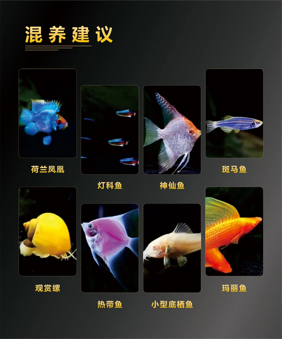 孔雀鱼 随机两条  不包损