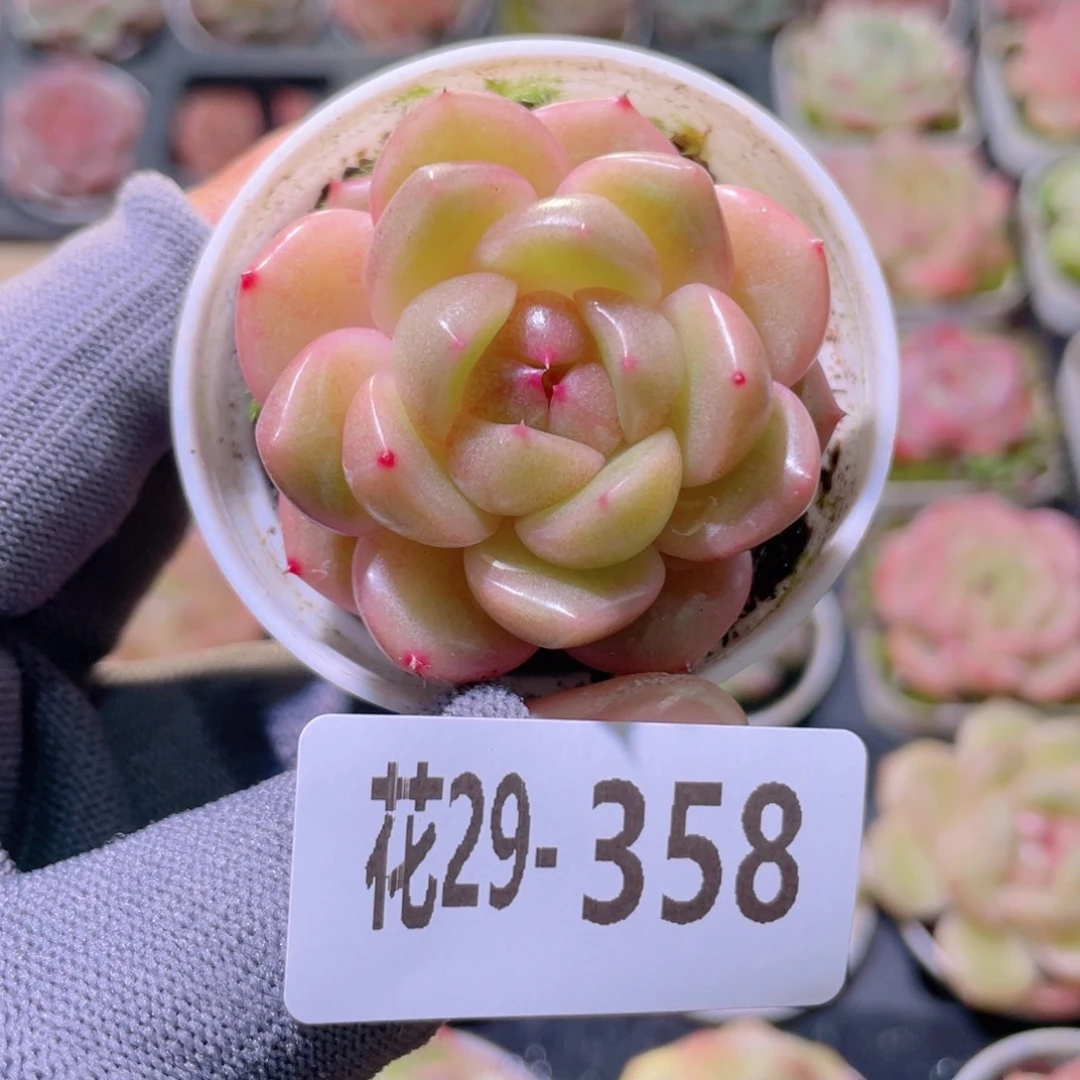 花利美29-358福利珍妮