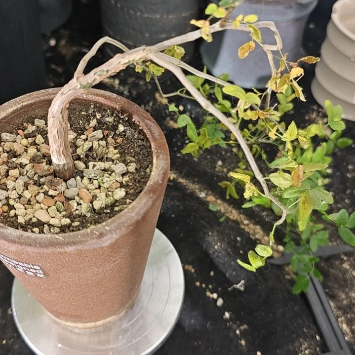 一物一拍，橄榄（带盆土）