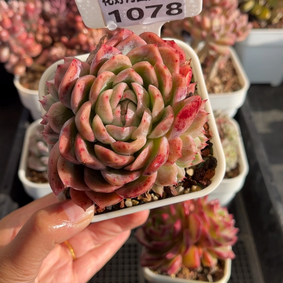 1078 天冷必拍保温箱