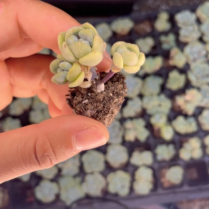 杆子冰玉穴盘发2颗