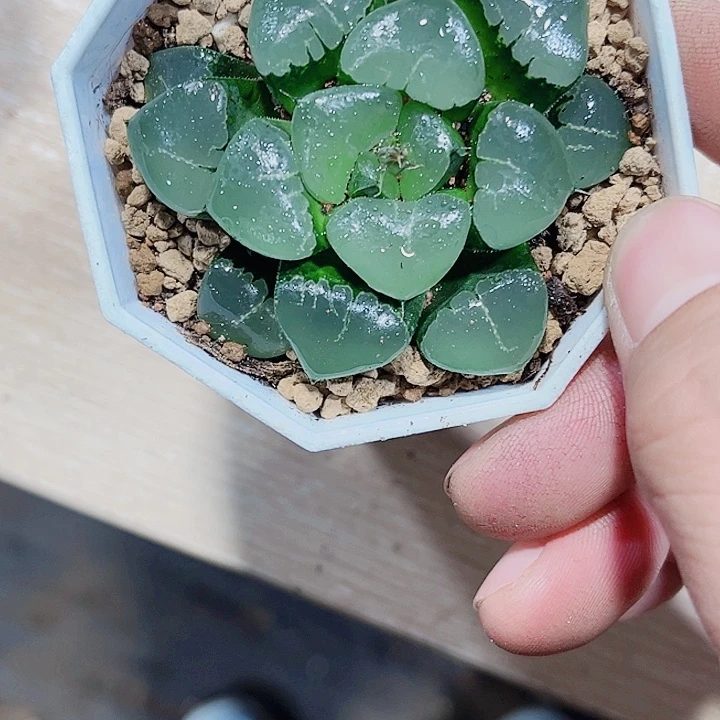 姬翠寿精品十二卷
