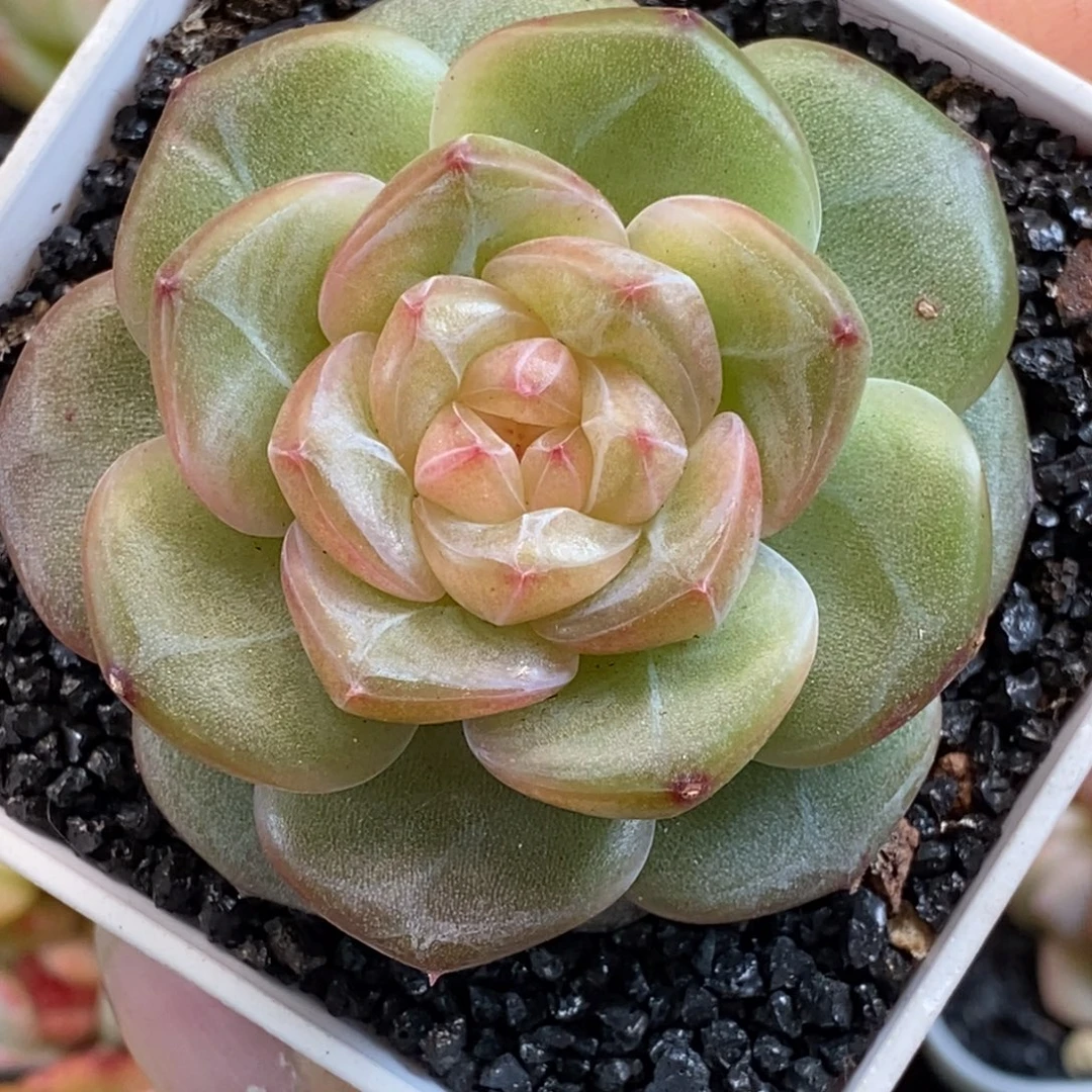 天官赐福百无禁忌