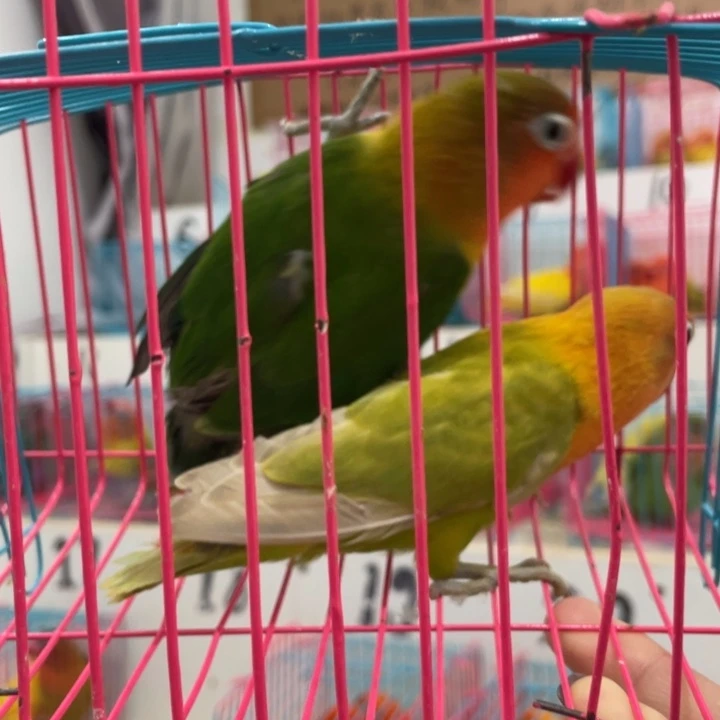 大***胶牡丹鹦鹉断奶一只