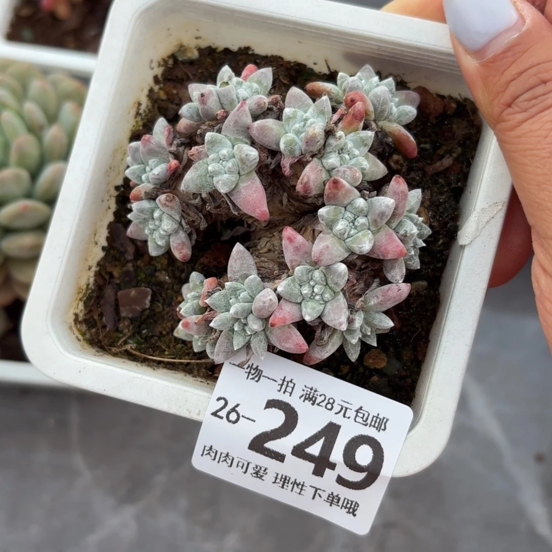 白菊无盆土发货无