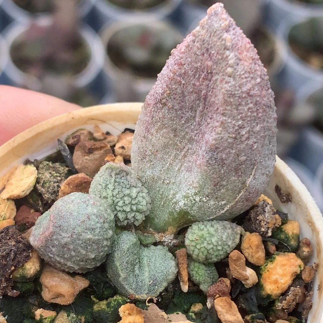 翡翠哈默杂水泡一物一拍