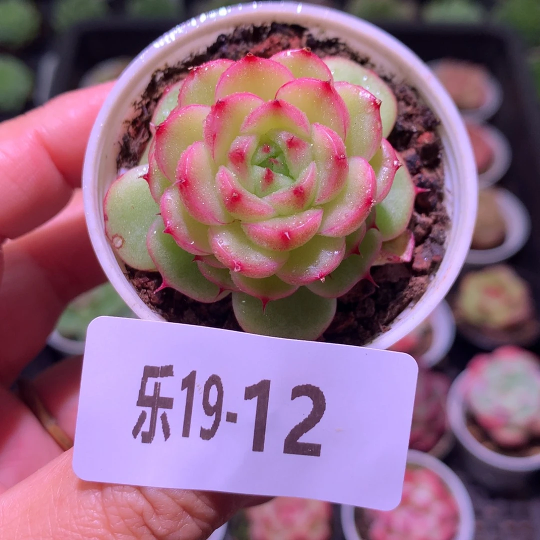 乐然19-12 海王单头
