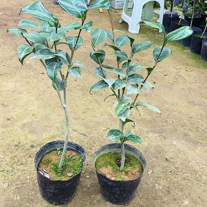 复色火瀑布2颗。