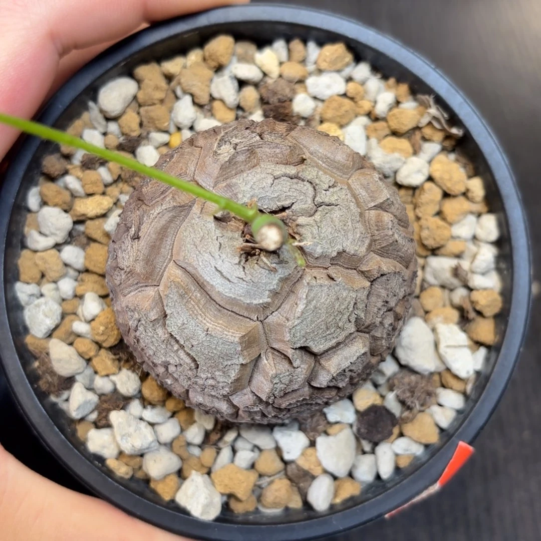龟甲龙带盆包邮的