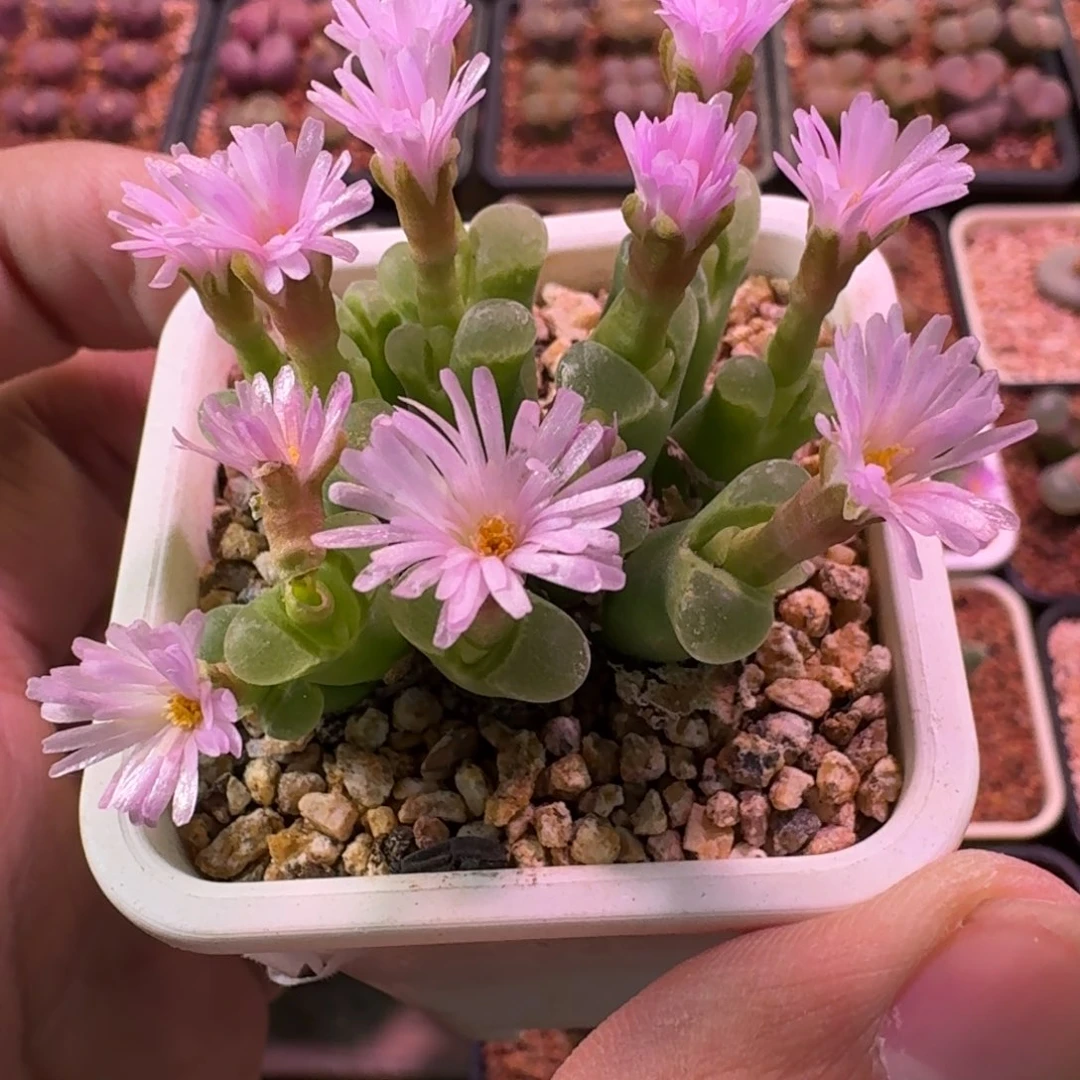 云缦精品番杏17.1 骚粉天鹅绒13头