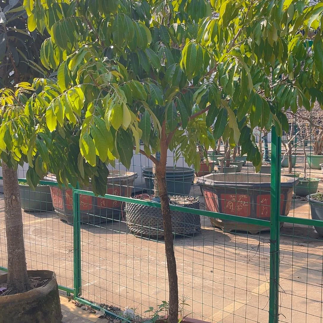 完全开放果树果树11111