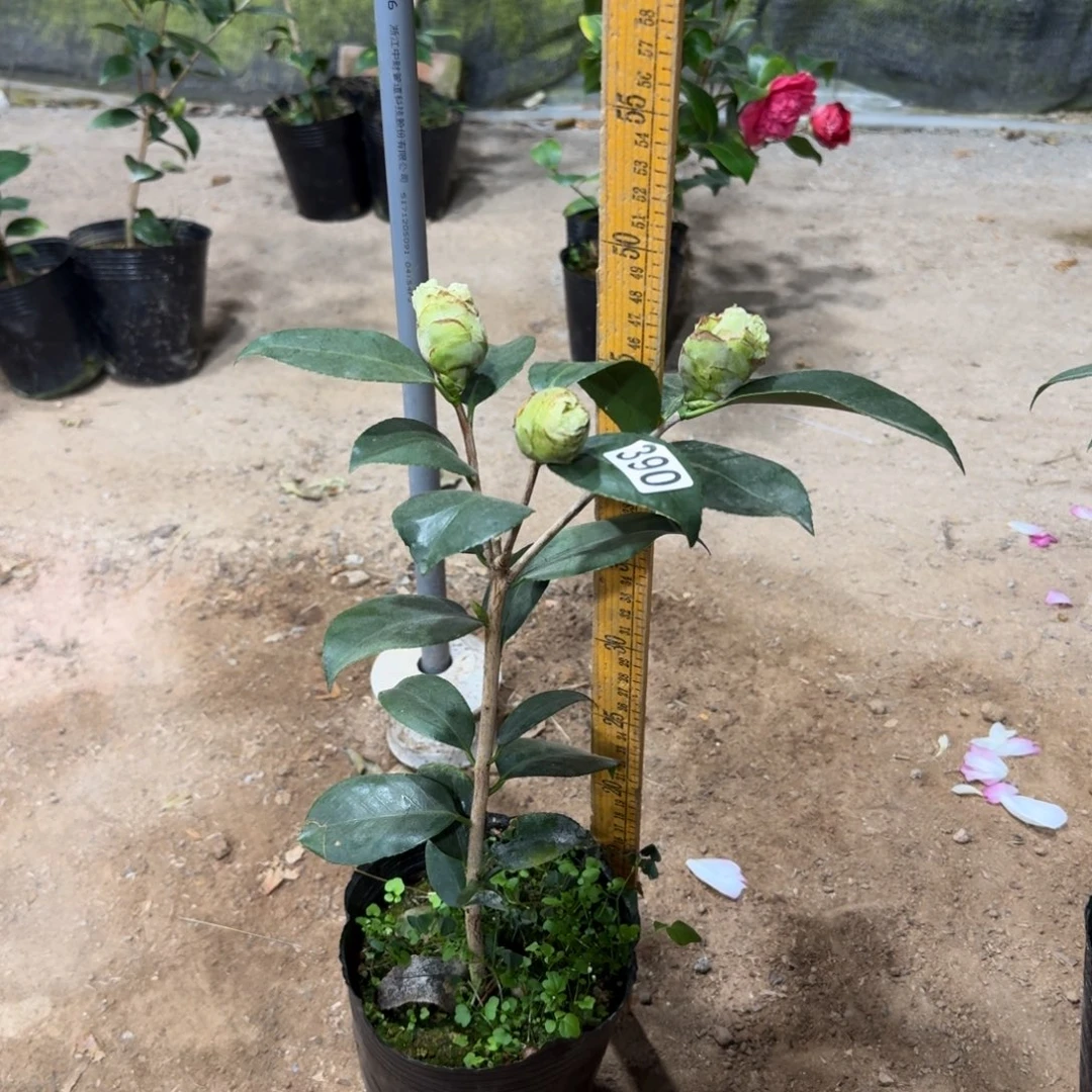 少量花朵（建议范围：2朵-5朵 或40%以下）390粉夏威夷