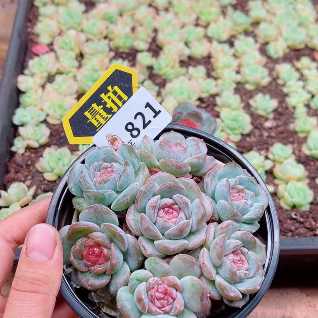 多肉植物多肉植物