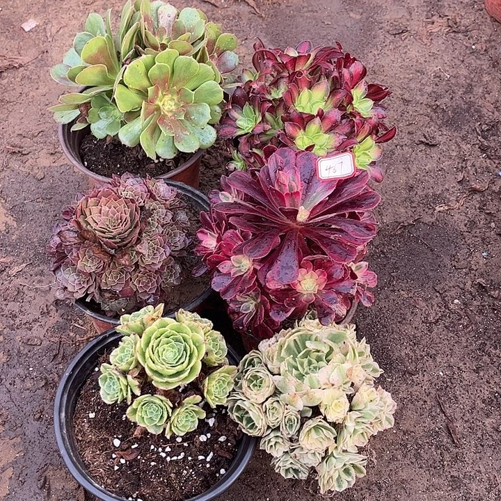 467多肉植物组合，