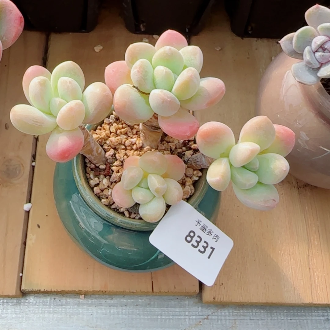 香玉无砍，8331多肉植物