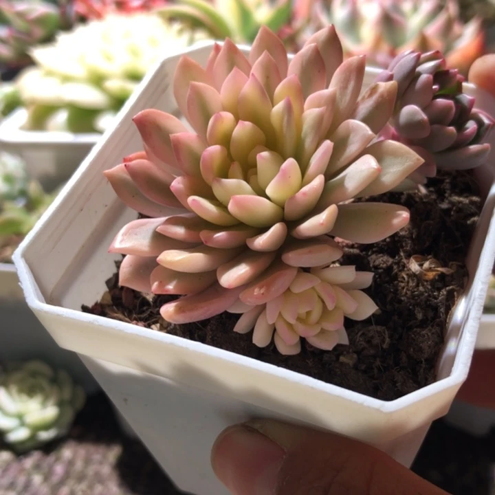 福利红宝石宽覆轮锦有根