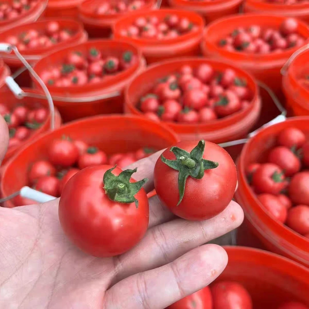 【基地直采】大龙珠番茄(称重)精品优选水果西红柿3-5斤新鲜龙珠番茄上海市