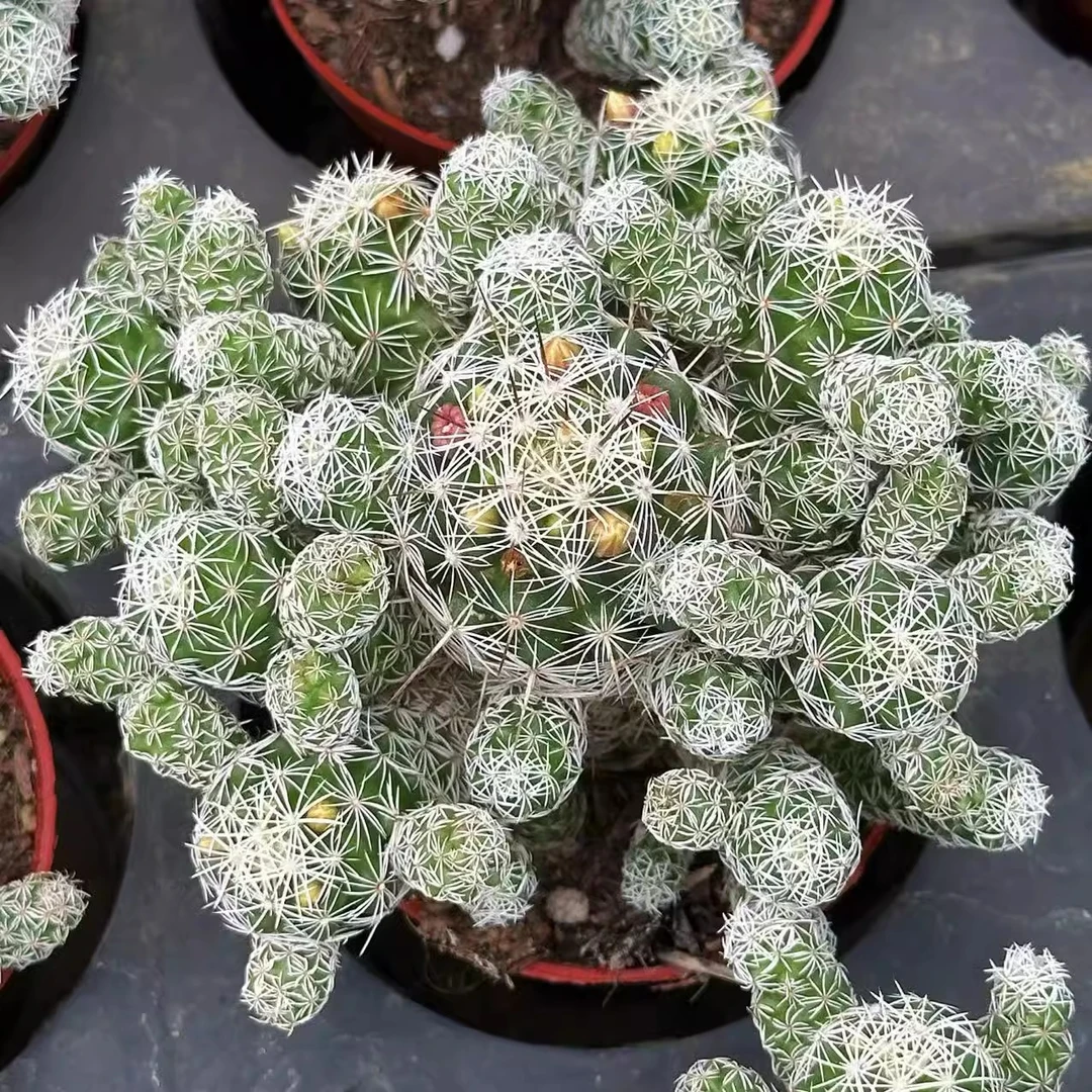 小号白鸟仙人球多肉植物