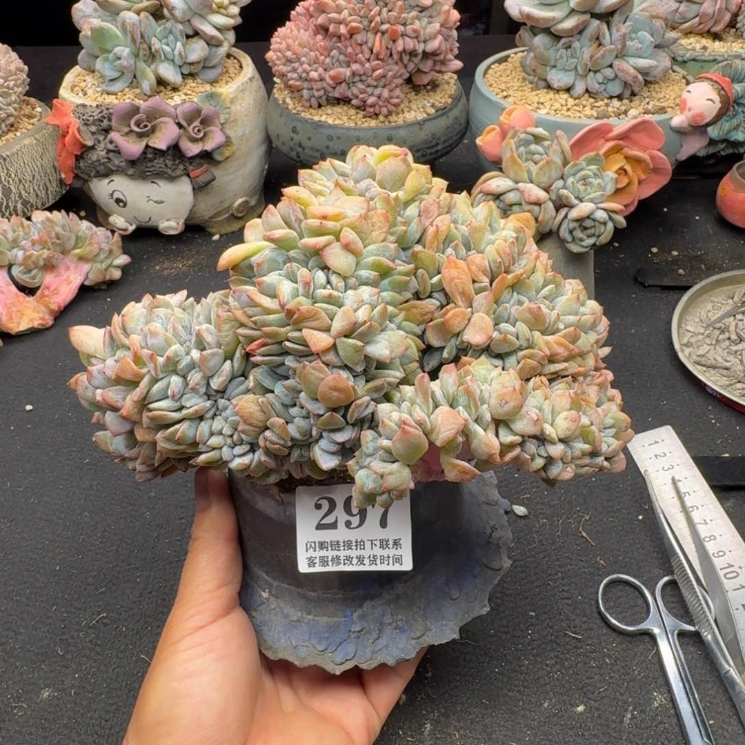 297星影缀化无根20cm左右