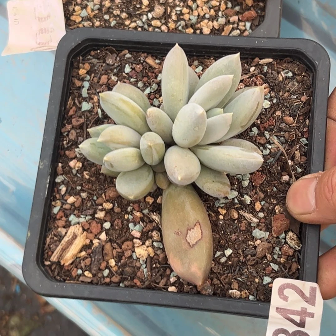 多肉植物哥特群342