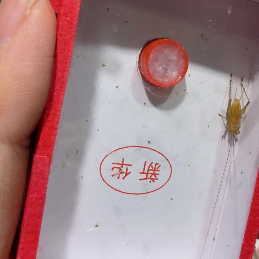 蟋蟀新华断须一条 二条包邮