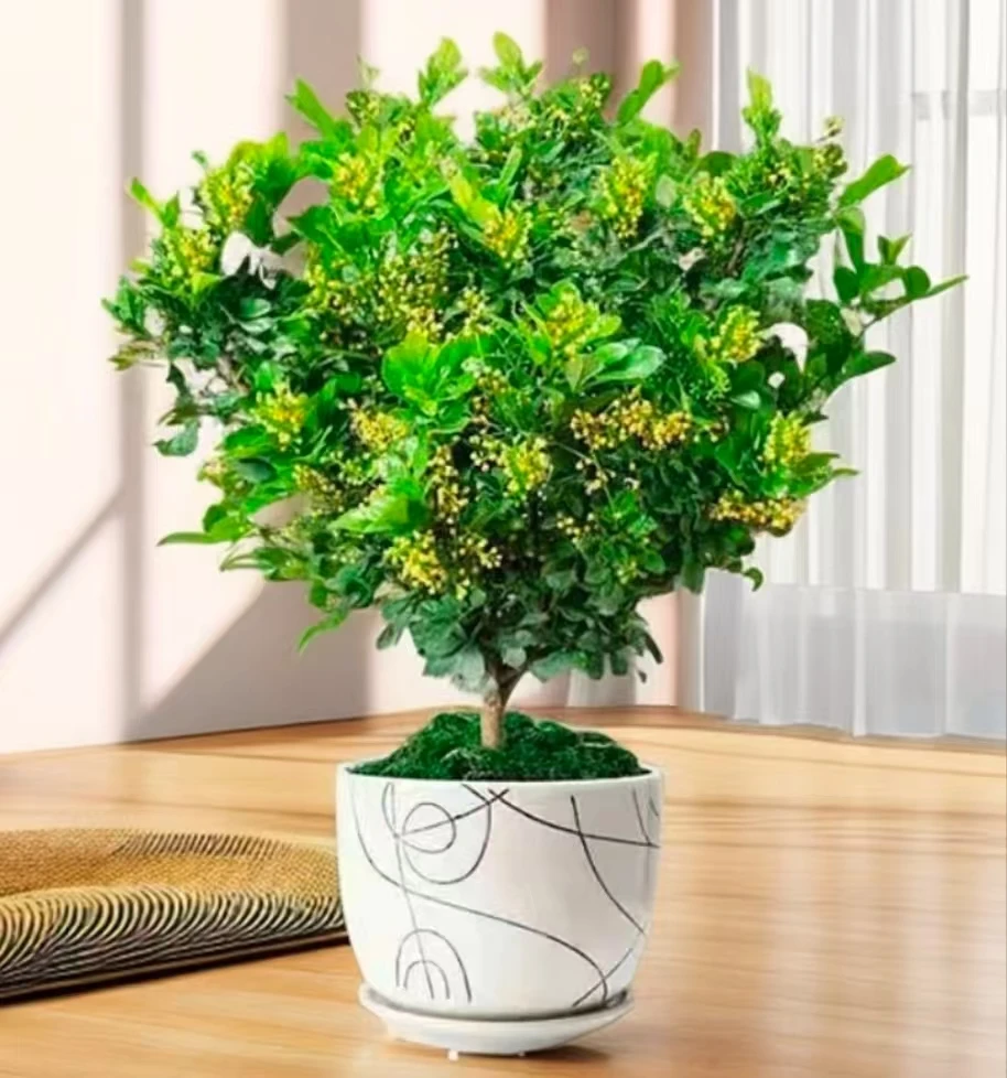 花卉四季开花清香型老桩盆景驱蚊绿植好养石榴万年青平安树