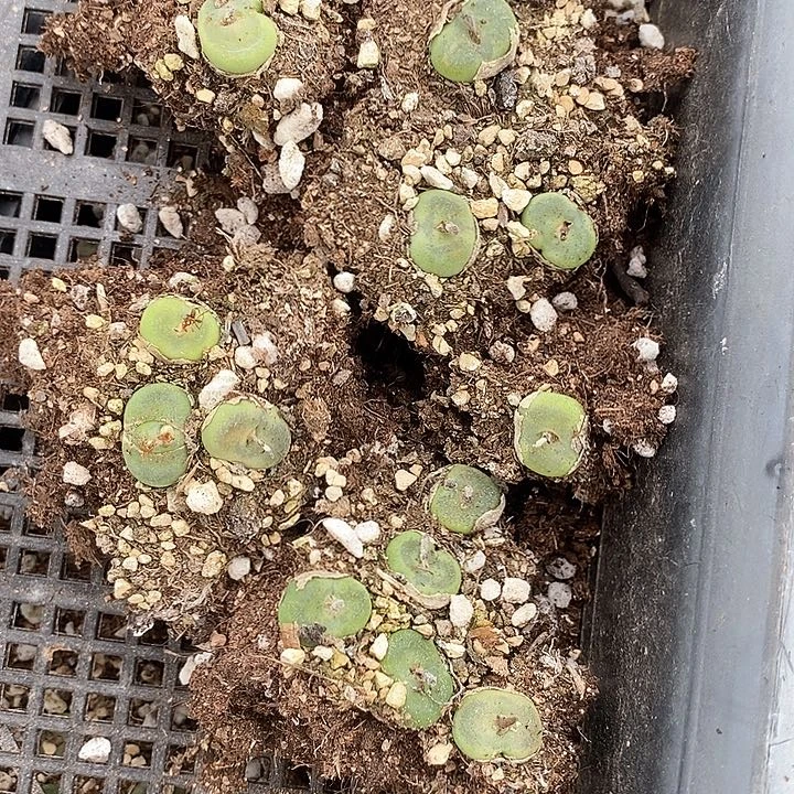 23563一组水晶鞋