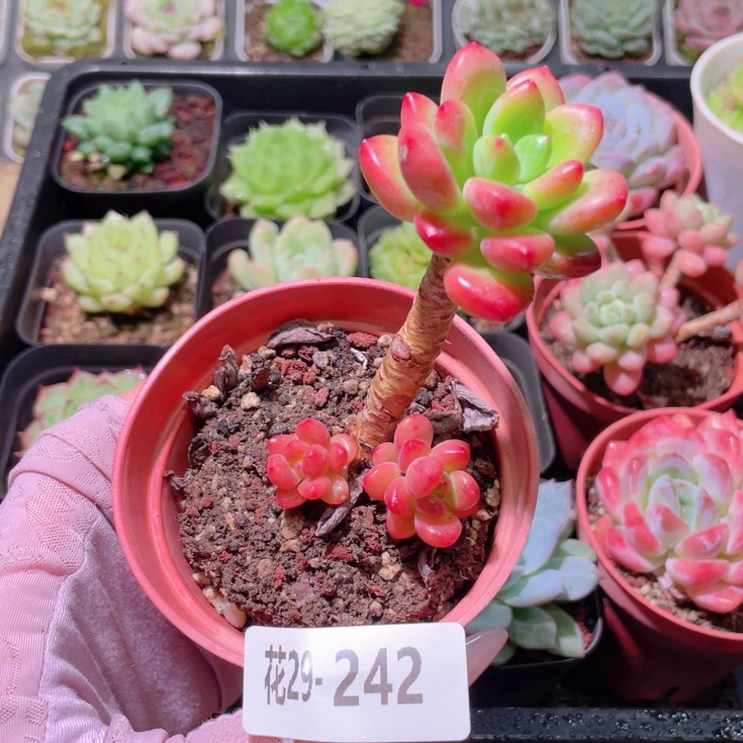 花利美29-242香格里拉
