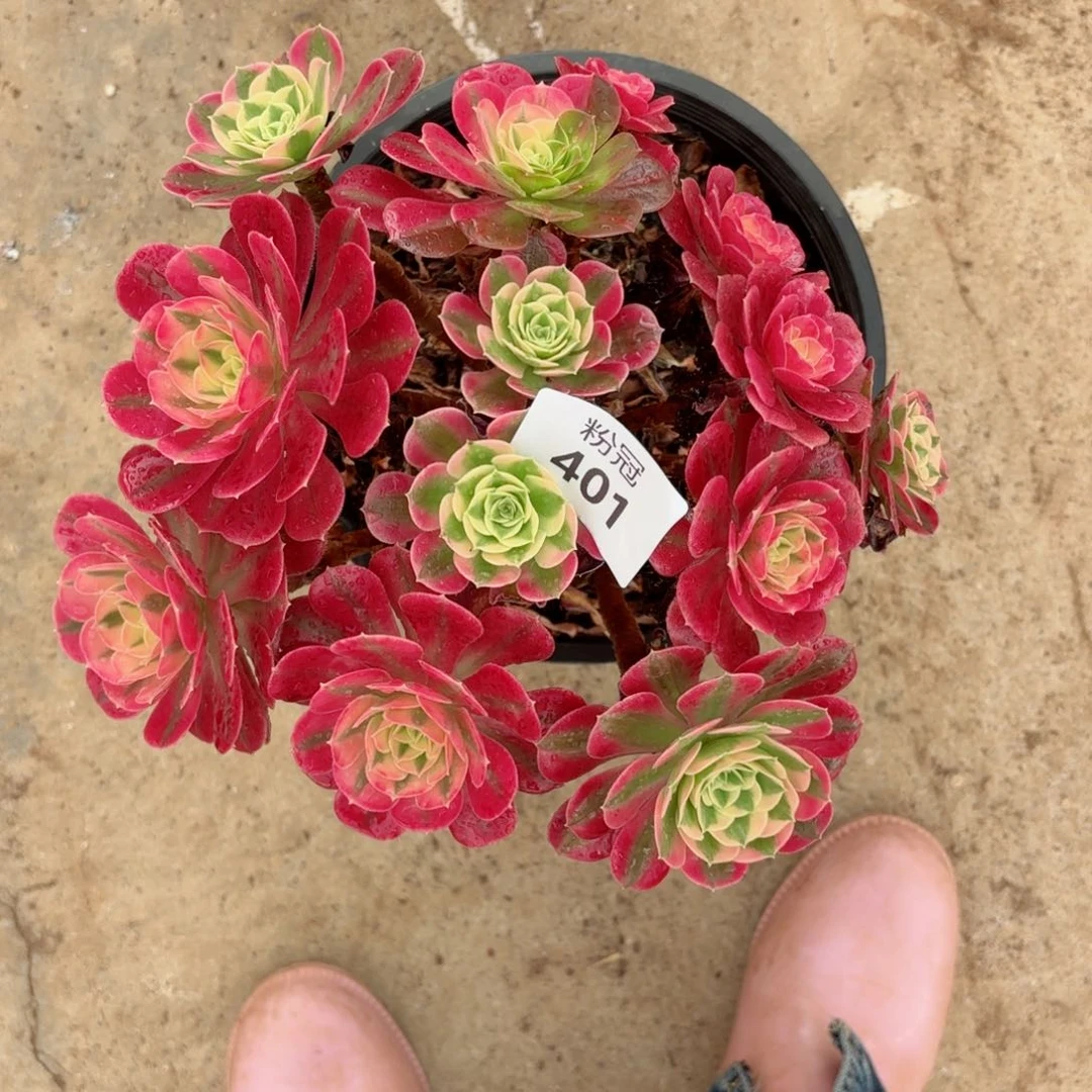 繁**夏401 多肉植物法师锦