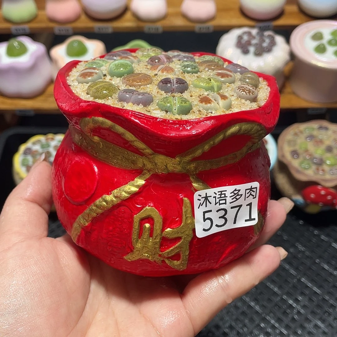 北***r带盆土植物 一物一拍5371