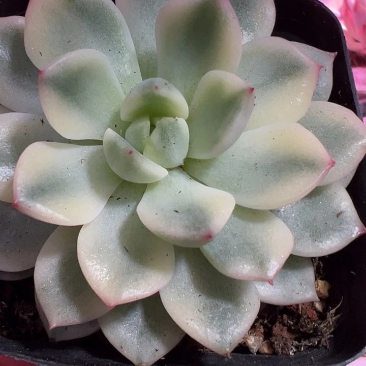 草莓蛋糕锦多肉植物643