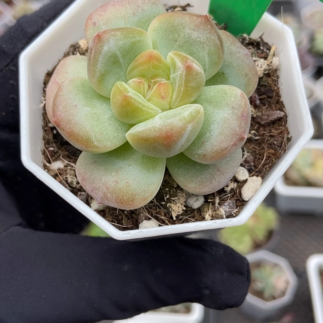 602冰魄多肉植物多任务