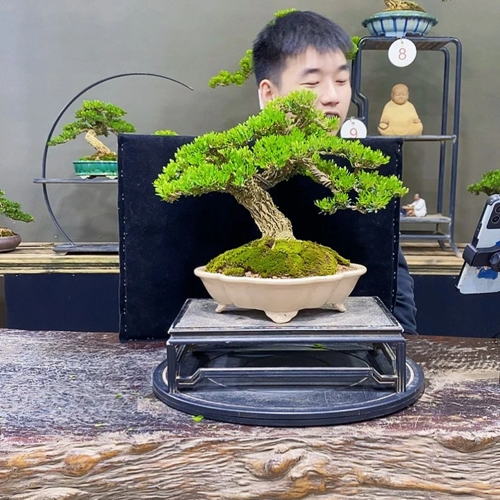 无花朵黄杨盆景四季常青