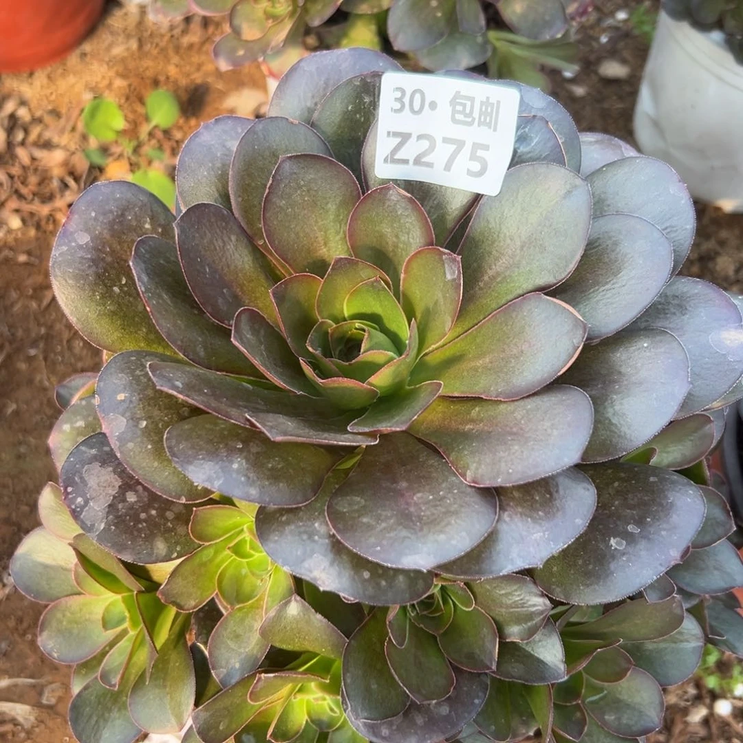 275 魅金，多肉法师