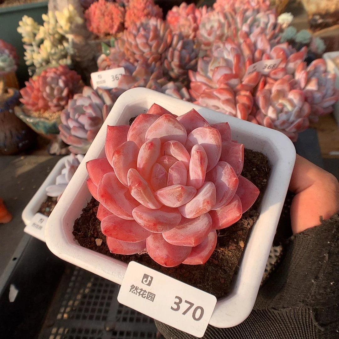 370雪天使多肉植物666