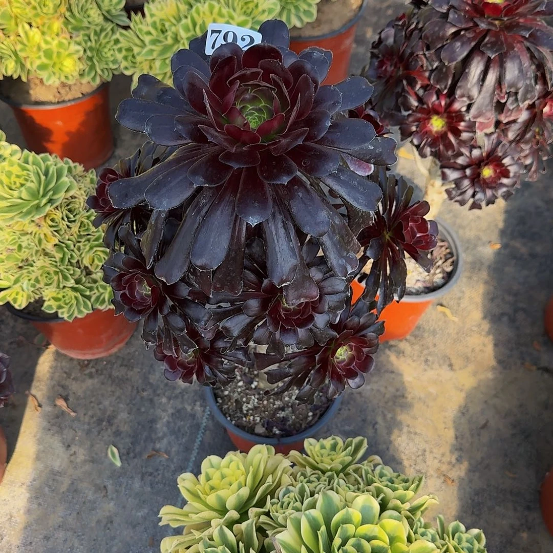 000000792墨法师多肉植物