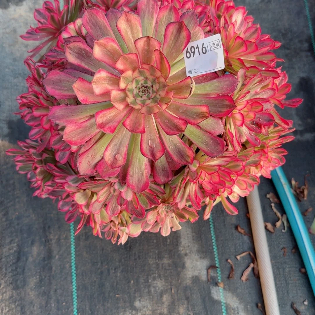 朴*?6916红铜白多肉多肉