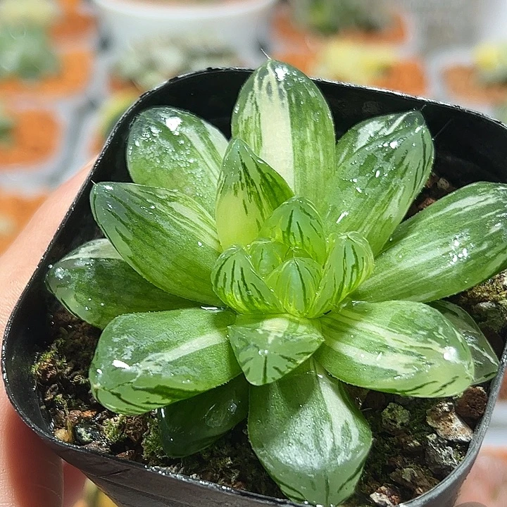 十二卷多肉花火玉露锦