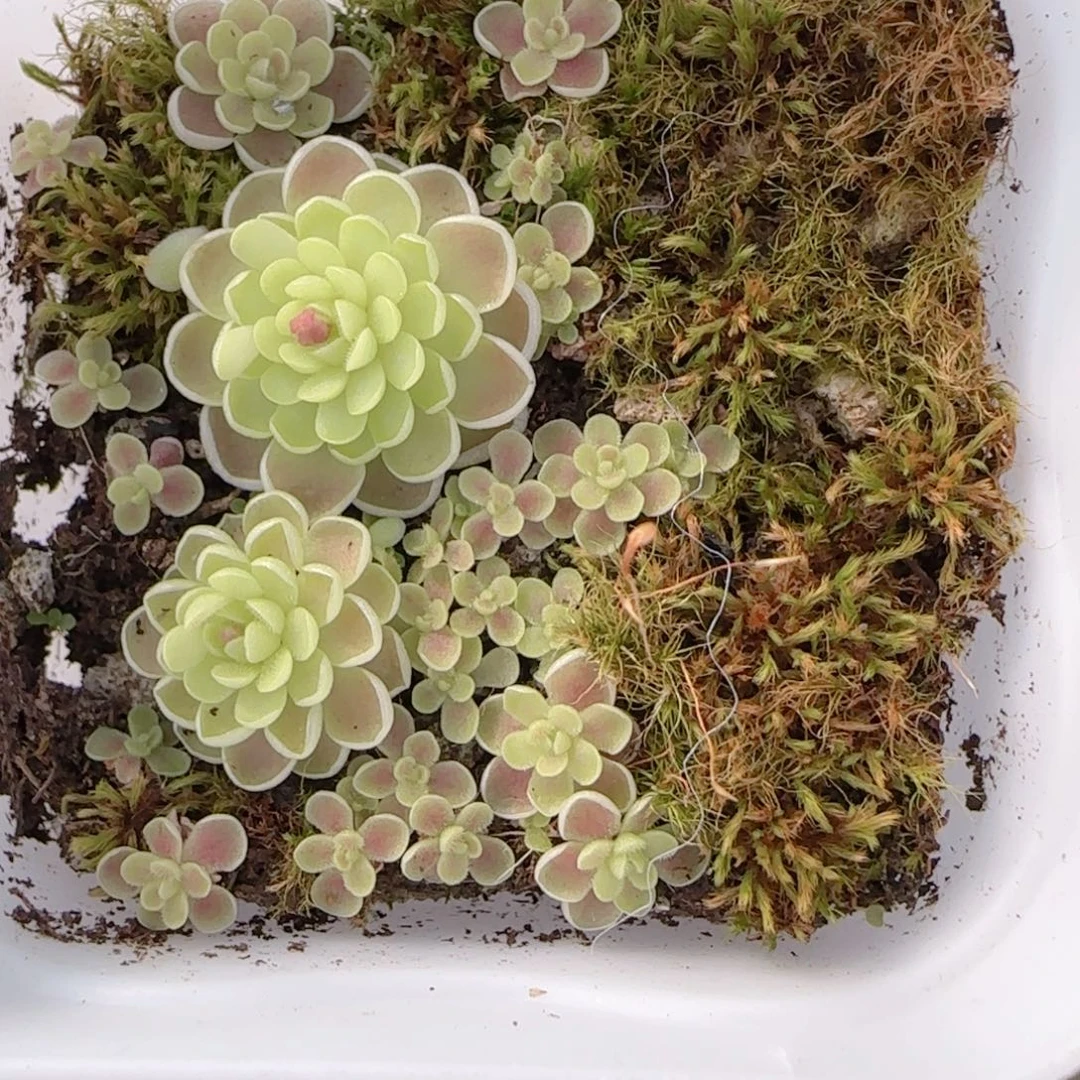 花语多肉1212-69爱丽丝